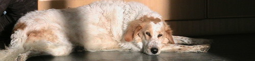 IMG 0161-1.JPG